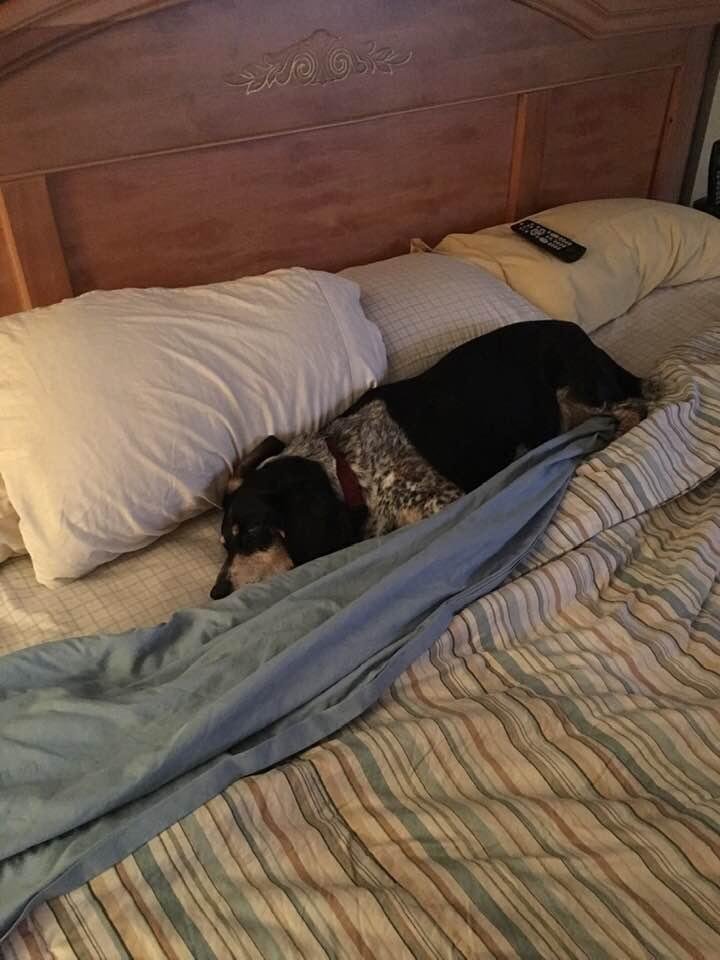 Buster after a tough day