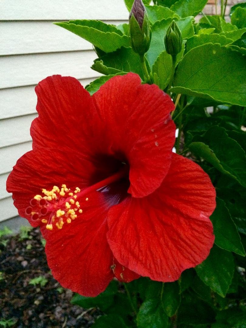 Ok Debbie Methvin, this is one of my beauties!