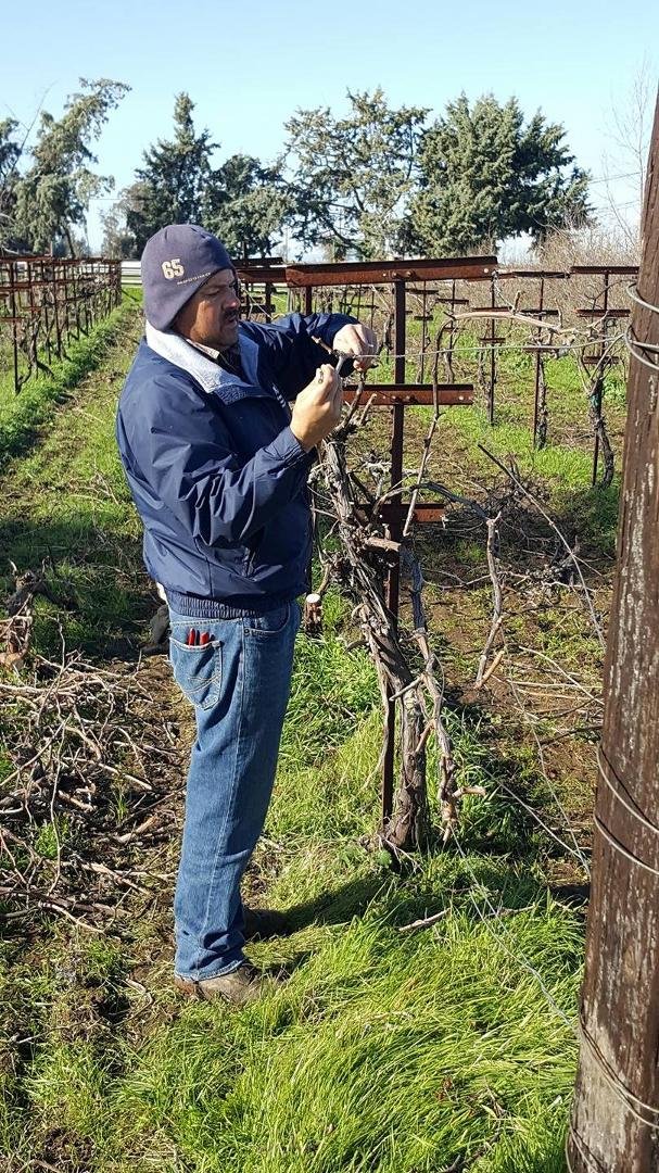 Pruning 2016