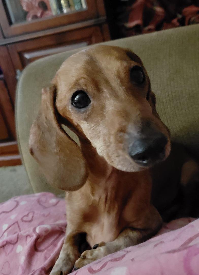 Sadie has declined this last year but she had a great turkey day. After going to bed, she had breathing irregularities that didn't subside. I got up to head for a vet. Before we could leave, I was holding her and she just l