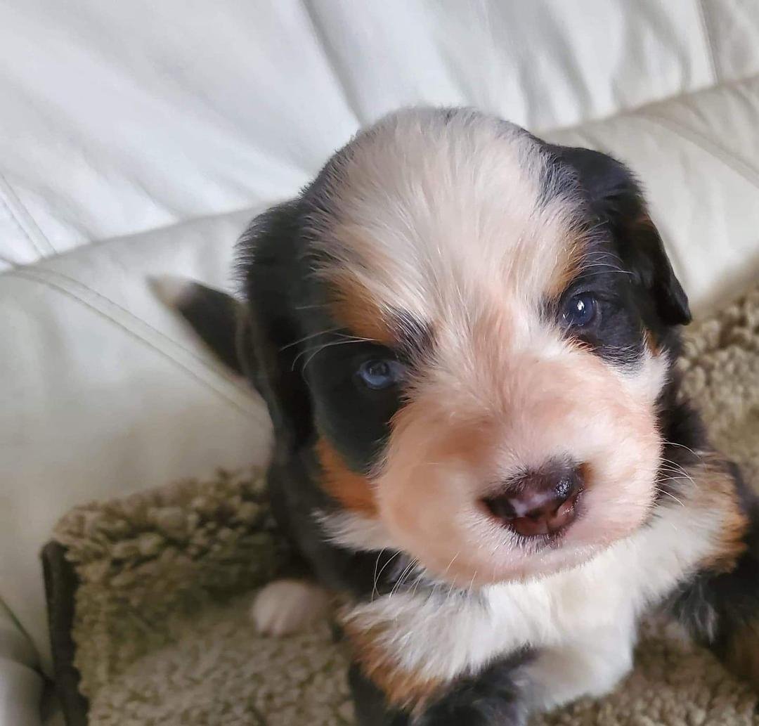 OUR baby girl Ruby