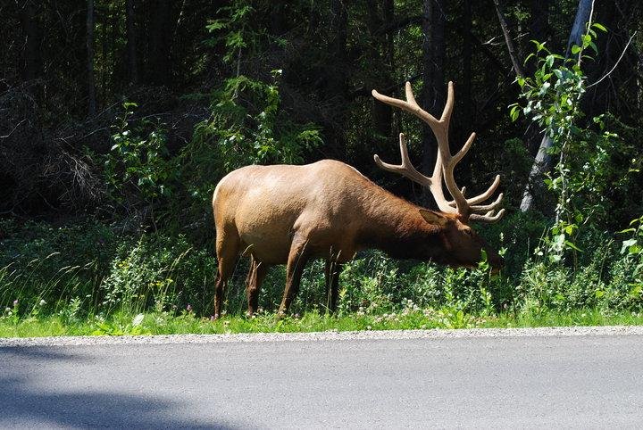 Elk on the rode side.