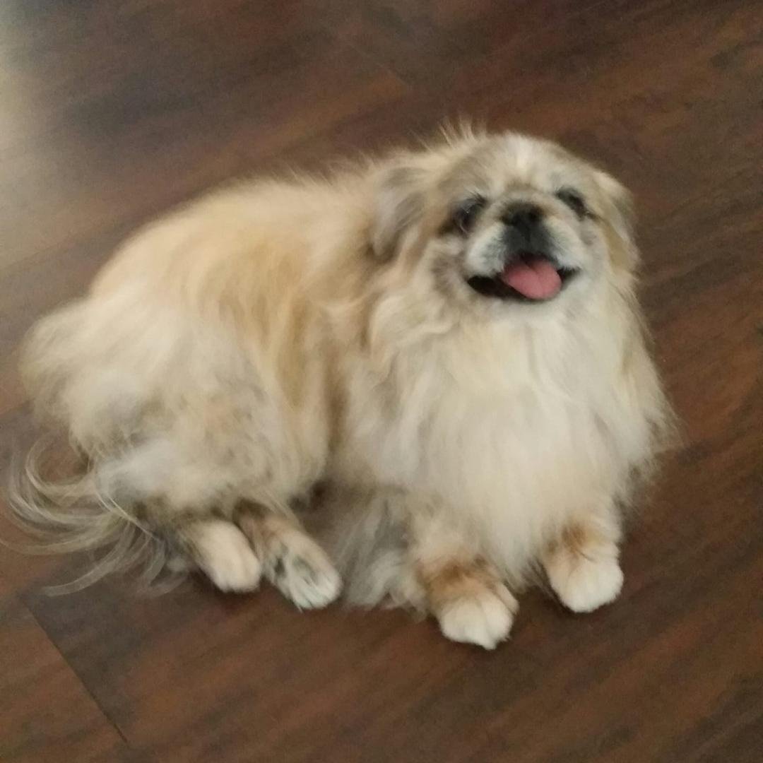 Gizzy had her spa day today!