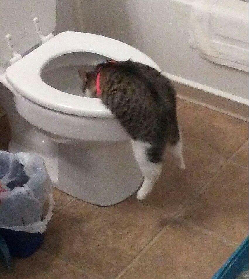 GiGi's newest way to drink water.