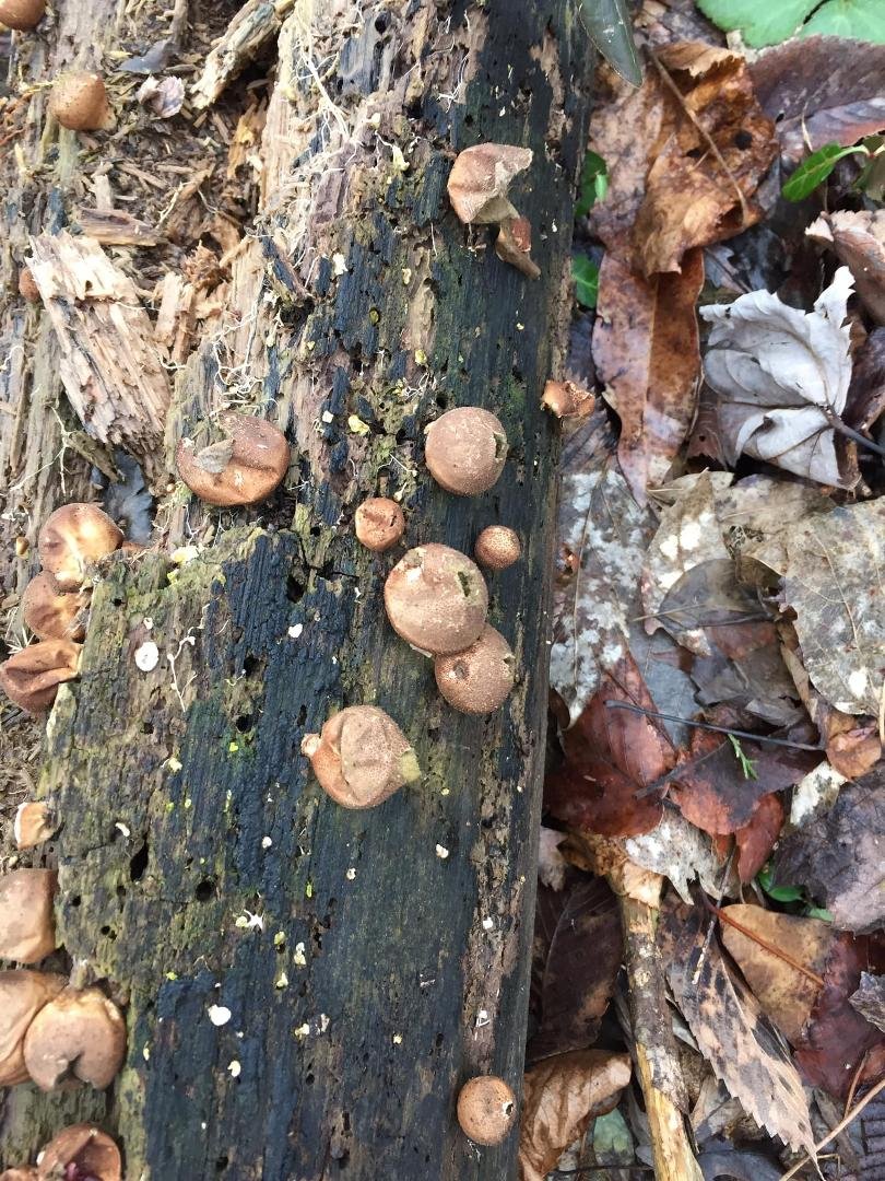 Jeffrey Nagy's album, Mobile Uploads