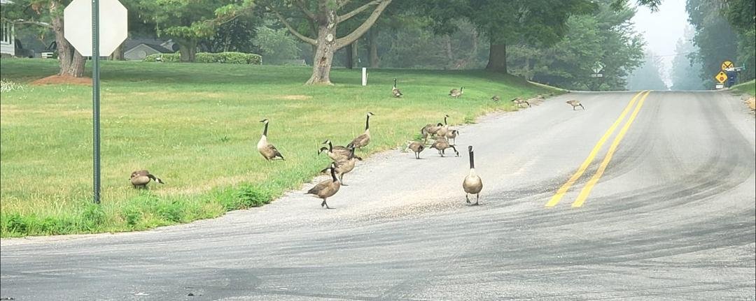 Goose jam this morning.