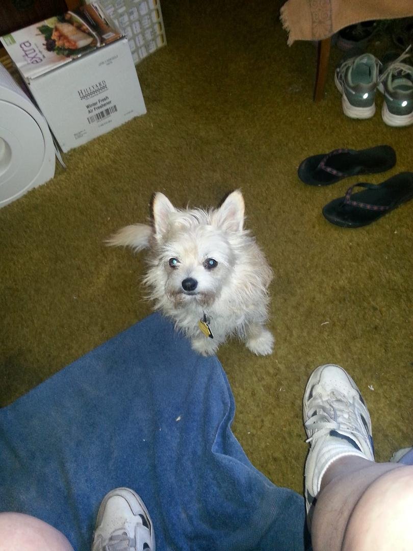 Our new pound puppy...she's a very good little girl...
