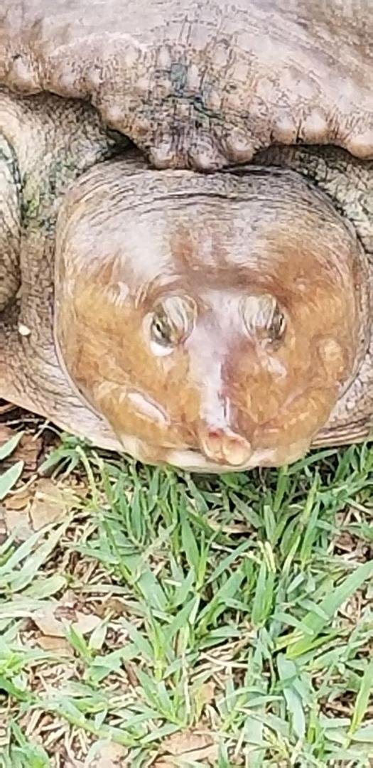 Florida turtle. Such a cute nose.