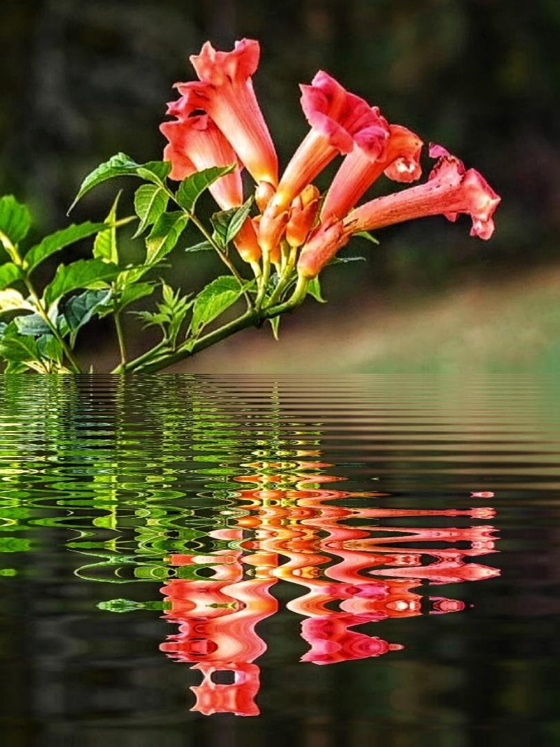 I will miss my flower friends. Trading summer's bright colors for winter's varied palette of grays.