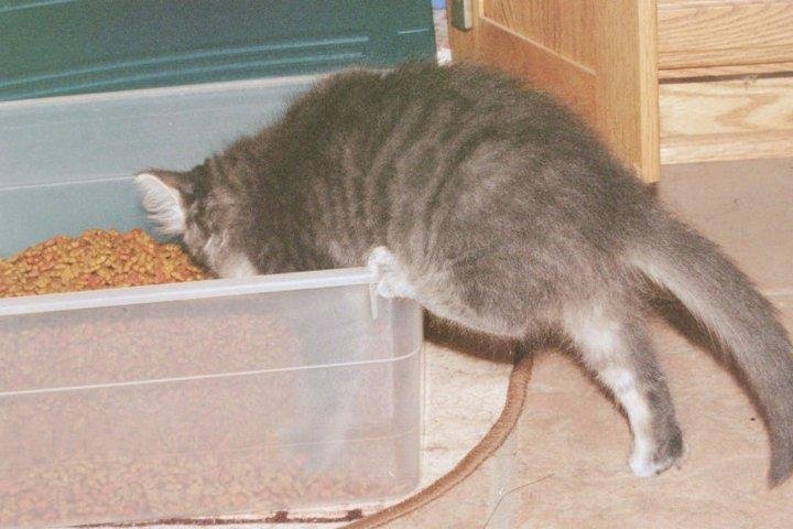 Climbing into the cat food box.
