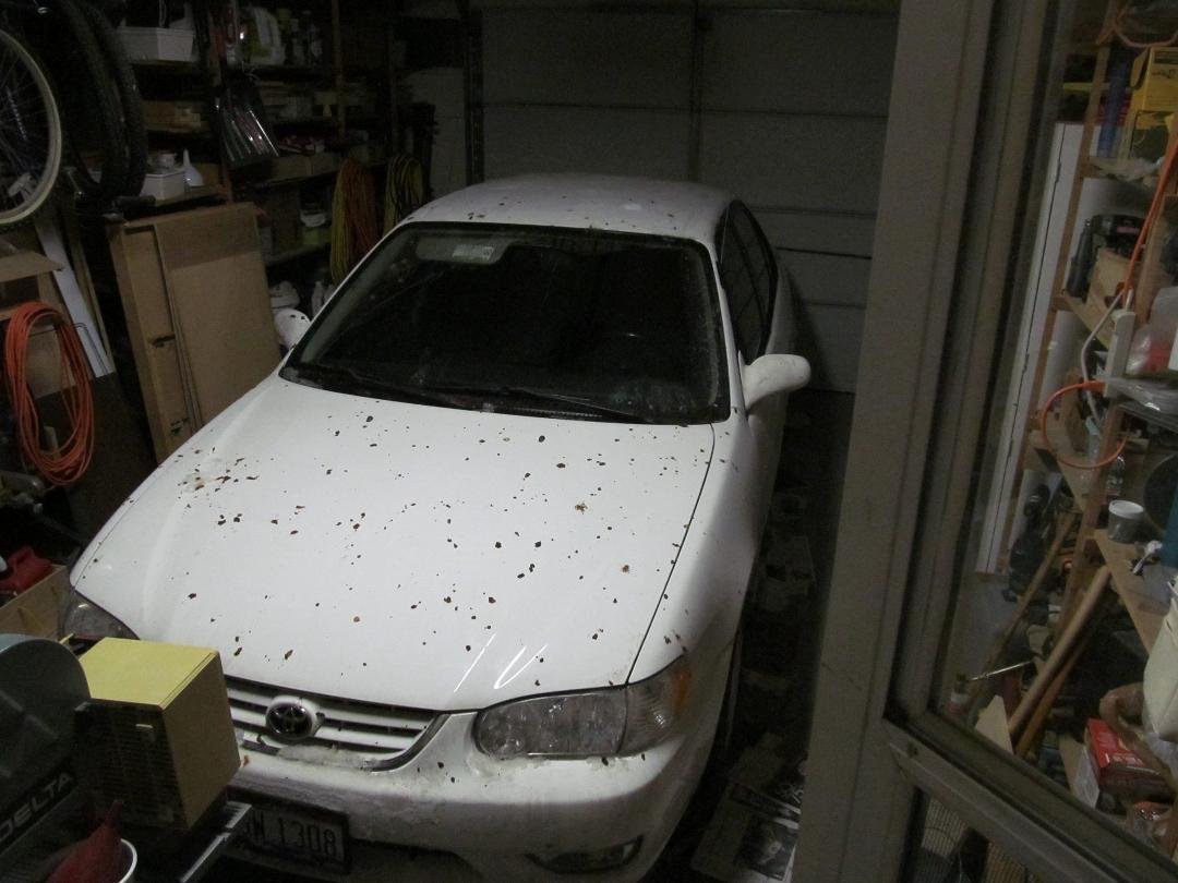 All the birds in Westerville are now welcome to go die a slow death, choking on the red berries they were eating and 'dropping' on Michelle's car today. :(