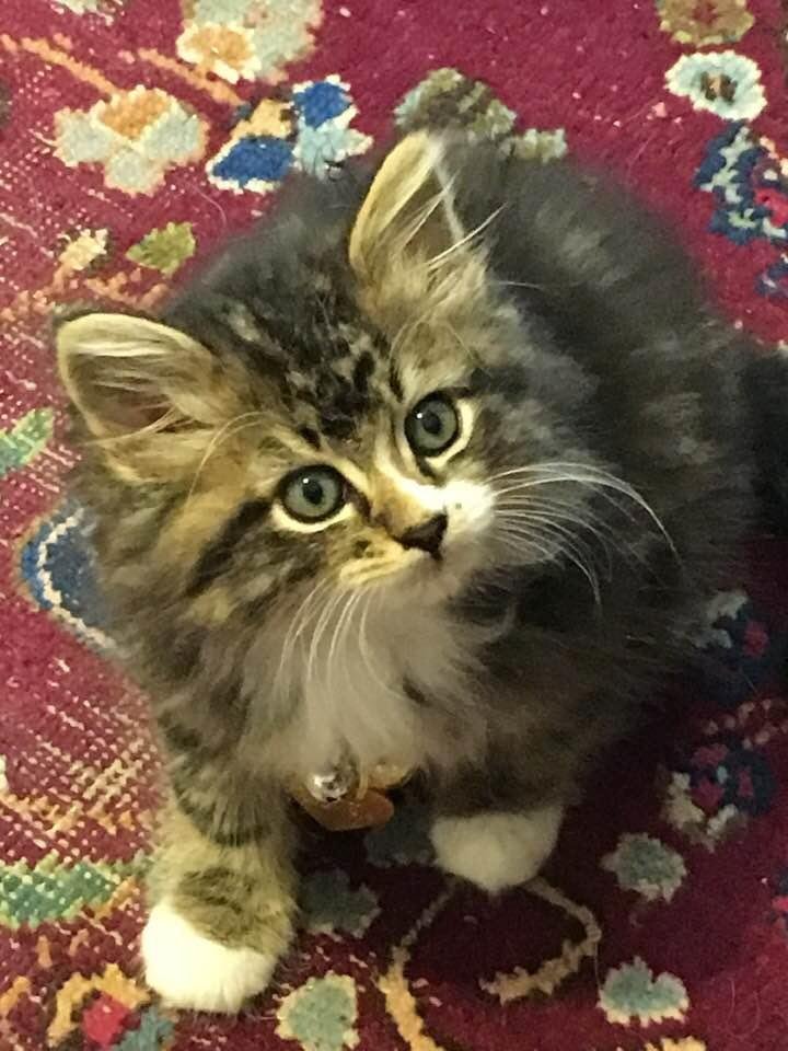 Our little boy, OZZIE, has three colors. I believe this makes him a tortoise shell calico. Male calicoes are rare.