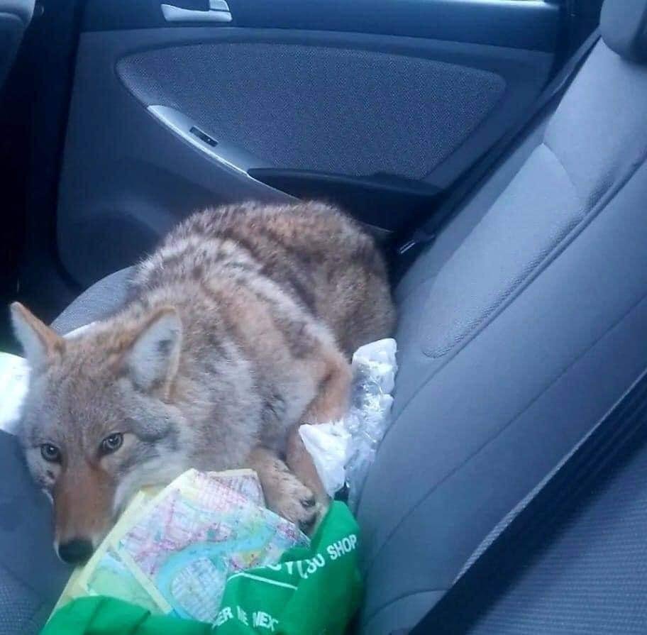 Found this poor guy eating a dead deer on the side of the road. He has no collar and he's a little snippy, shows his teeth when you try to pet him. Barely got him in the car.

Please share this so that we can find his owner