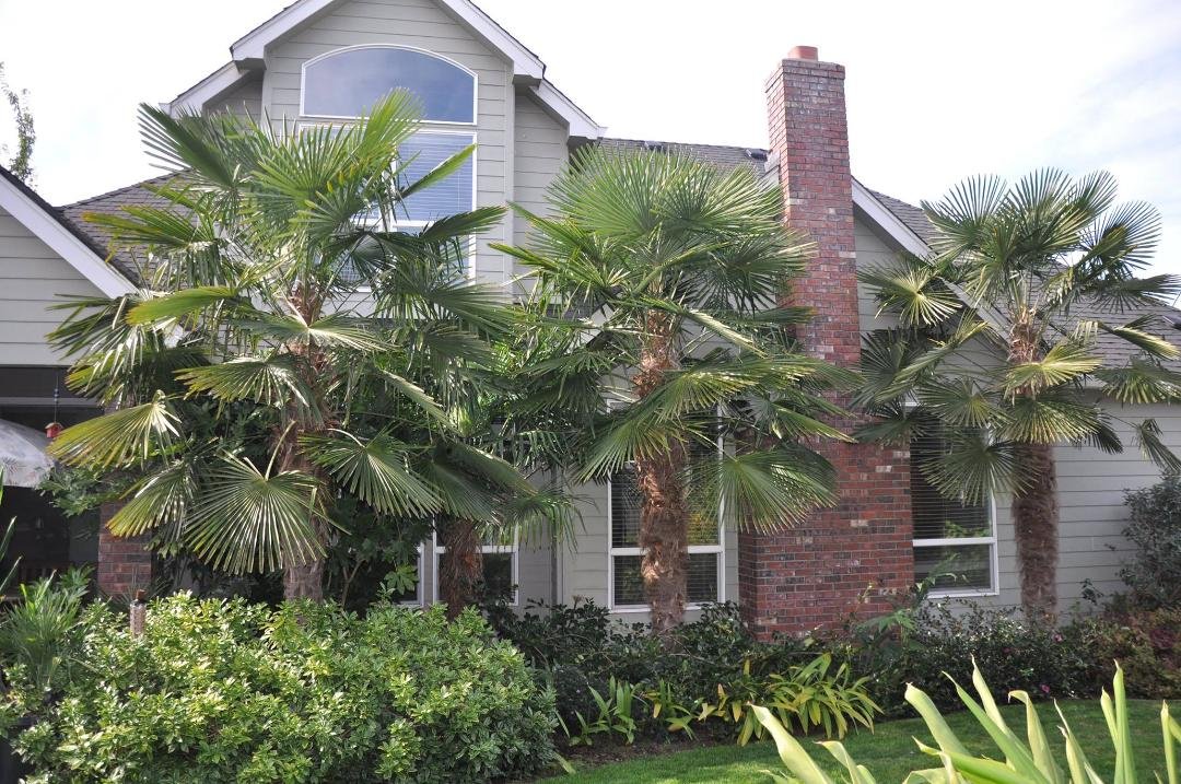 Backyard = You can tell I love Palms!
