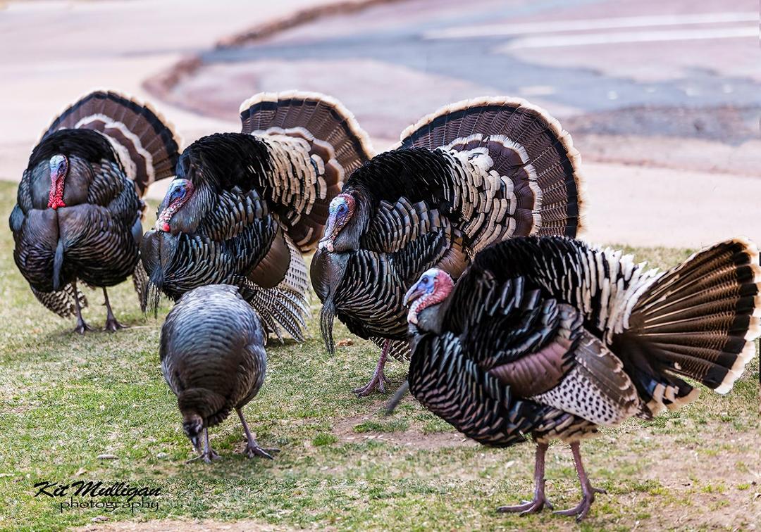 Happy Thanksgiving to all our family and friends. Turkeys were in front of the main Zion Lodge in Zion National Park a few years ago. 4 toms after 1 hen.