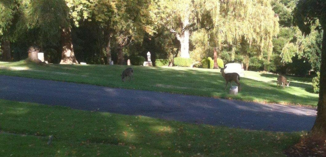 The Deers came to visit Robert Malachi grave this evening.