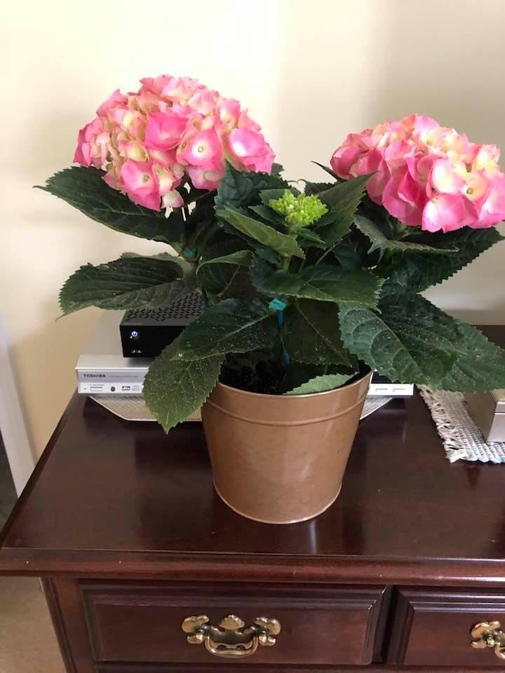 Mother’s Day gift.