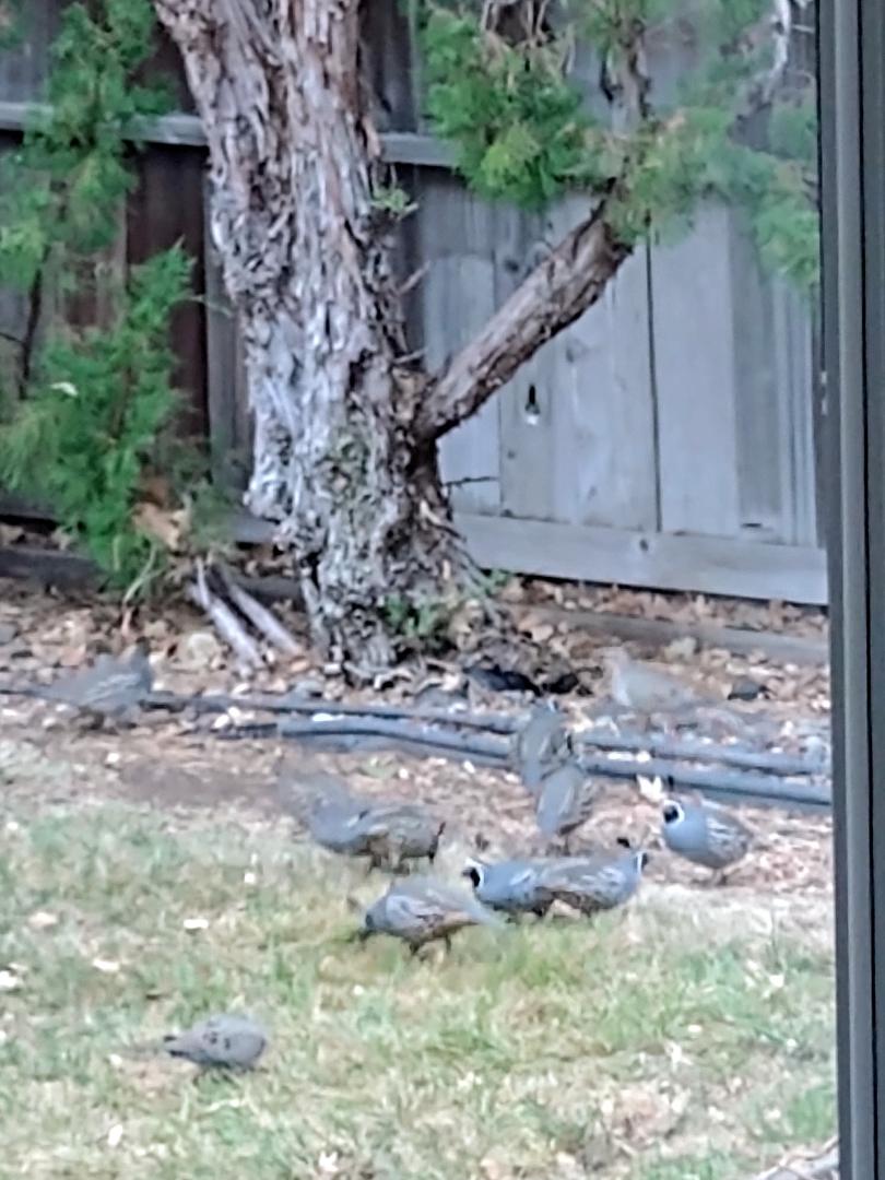 The quail are out this morning!