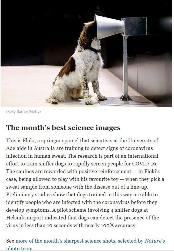 Researchers have developed a nearly perfect test for covid-19 that can give results in 10 seconds and can process 4 samples per minute and costs pet toys and dog food.