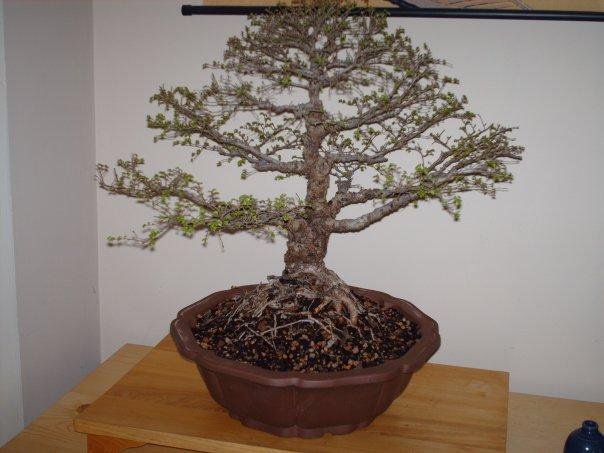 30 yr old bonsai. Chinese elm