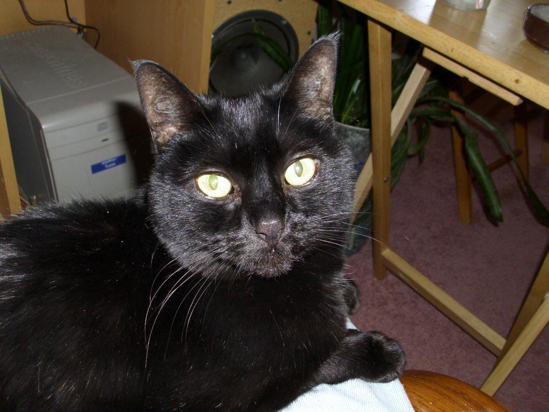 After more than 20 years as part of our family we had to put Panther to sleep today. We love you and will miss you.