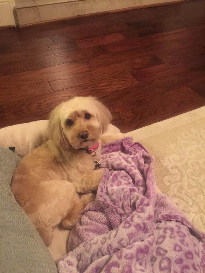 Last summer cut for Piper.....