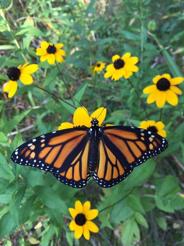 Released monarch number 202 today...done being a monarch momma for the year. Pictured is Erika. My grandson Erik found a caterpillar he named Erik and she became Erika monarch. Bon voyage little girl!!🦋
