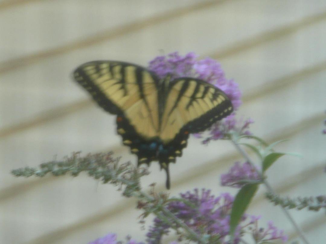 Taken out our back door by my wife. Butterfly bushes do work!
