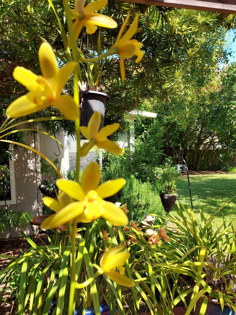 My hanging orchid blooming the first time. Another one on the way