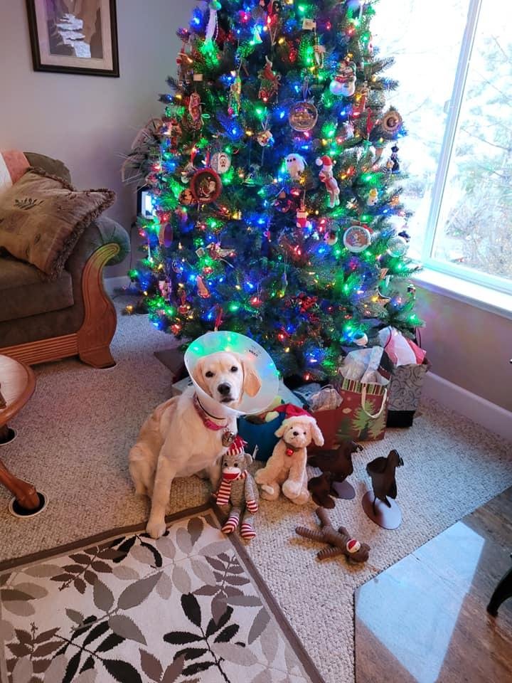 Christmas 2020..she was spaded 5 months