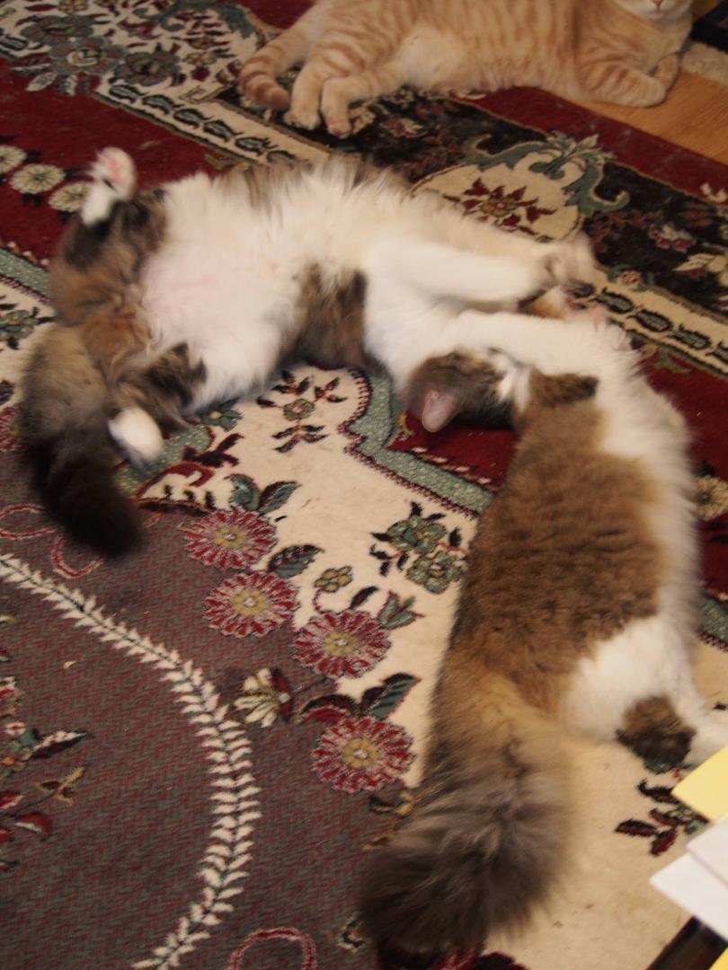 Harry and Willow playing (31 Oct 2016)