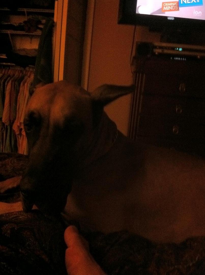 My 170 lb lap dog