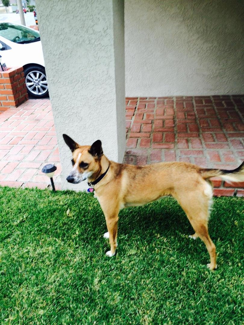 Kona.....one year ago when we rescued her, she was this cute little 9 LB puppy & now she is a beautiful 62 LB lady with a personality all of her own.......