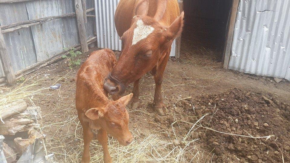 Newest member from old mcpeter had a farm eieio