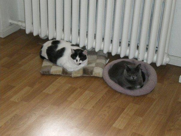 Favorite bed by the radiator. The floors are also heated.