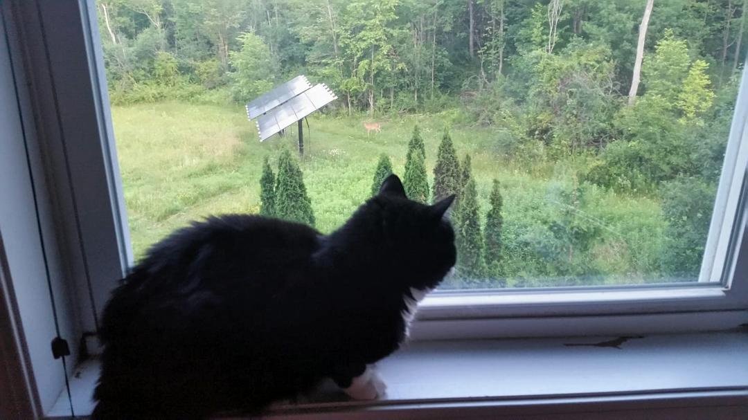 Princess Leiah looking at deer from the bedroom window. Unfortunately, the solar panels came out clearer than the deer. This is what happens when I take photos before I have had COFFEE!