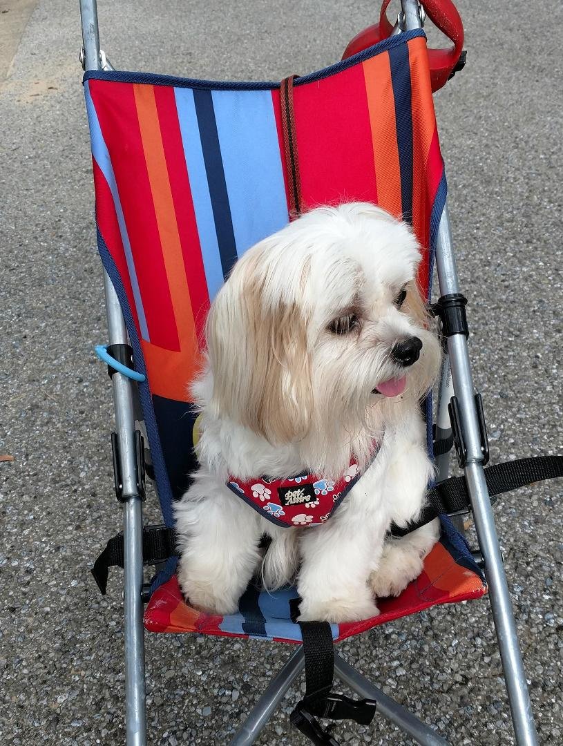 Princess Coconut is out for another stroll this afternoon. Her big brother would rather walk.