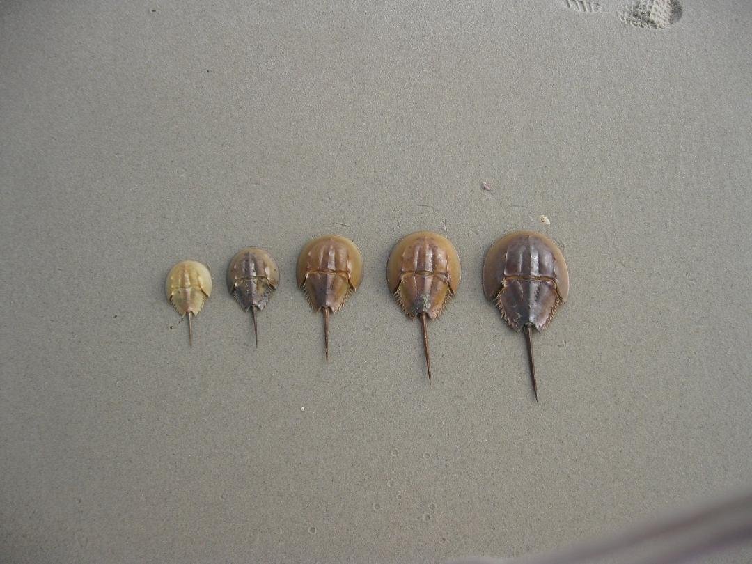 sizes