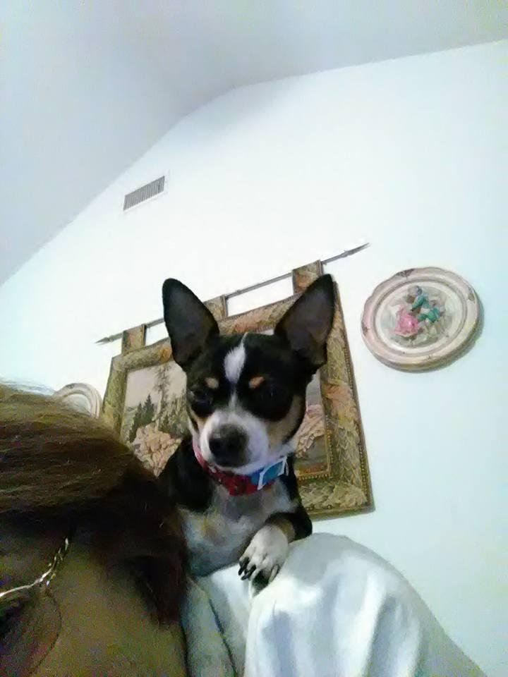 Say hi to the nice folks, Pedro