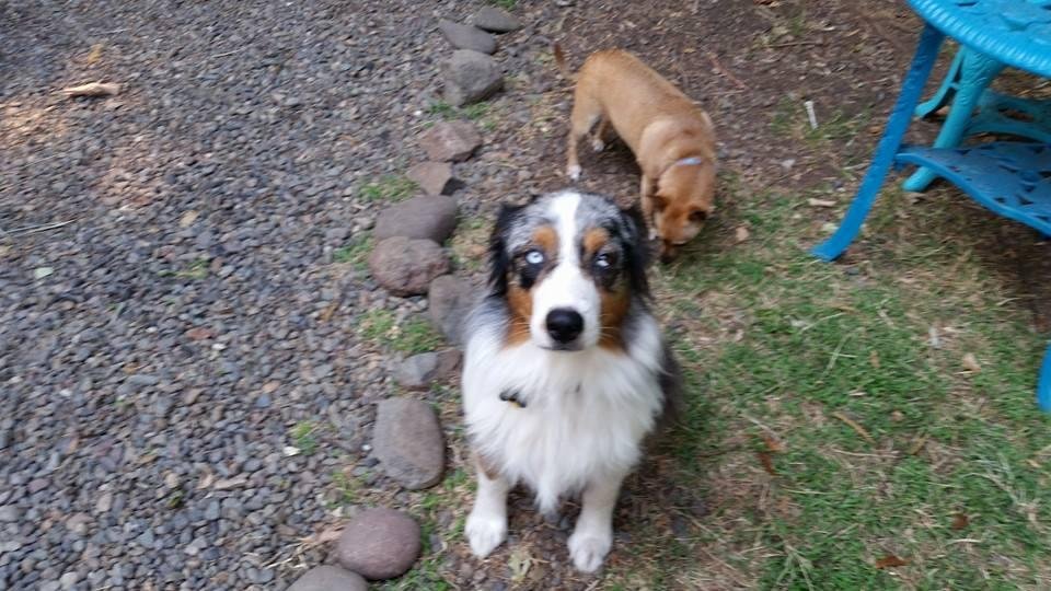 His grooming was done in a shop. But doesn't look ready to show but wanted everyone to see that Mr. Chip is alive & well & happy! His groomers love him. Thanks to Jewel for this wonderful boy. Thanks to Cassie for sharing