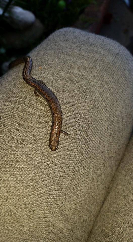 baby salamander ,sure was long.