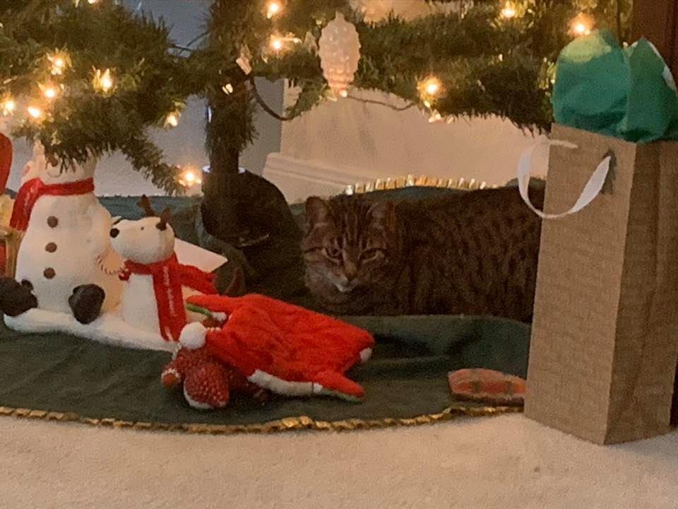 “I am not a cat. I am a living Christmas present!”