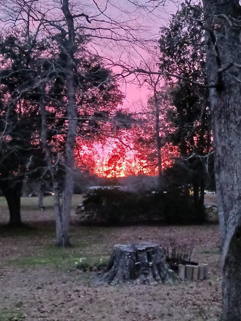 Tonight's sunset looks like the woods are on fire.