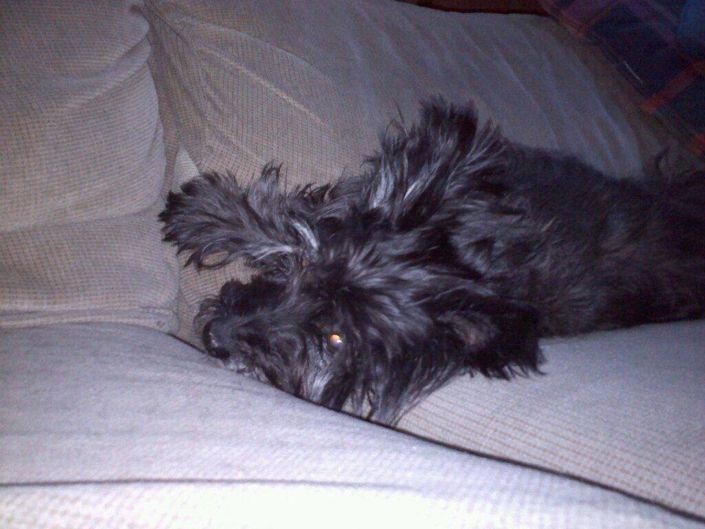 Very sad. Josie. Is pretty sick.