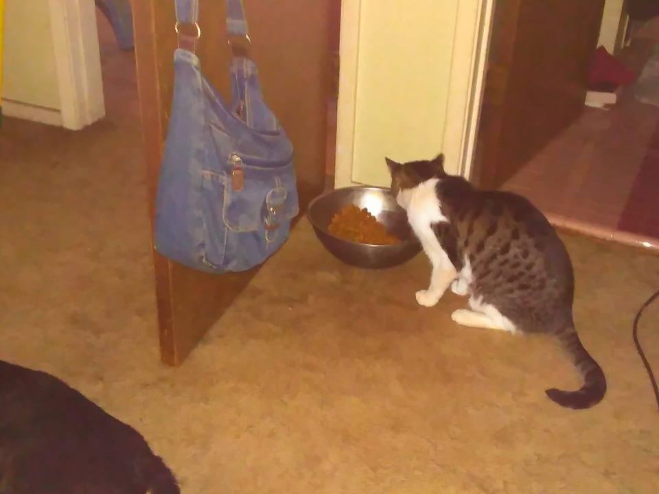 Yep, Mousie HAS decided he prefers dog food. Next he'll start barking right? Guess if you can't lick them, join them.