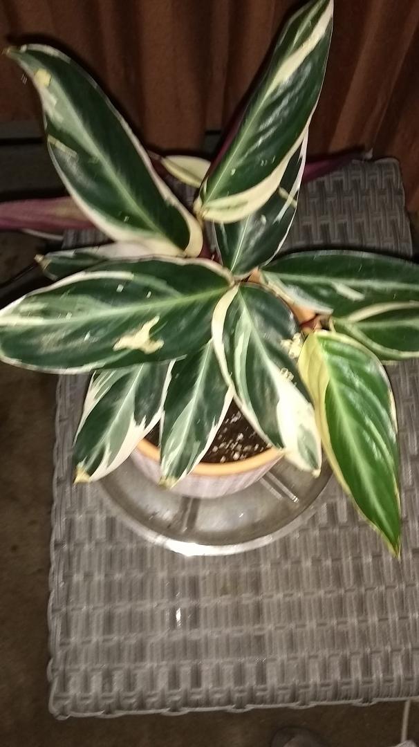 Alexandria Gail: your plant is still alive