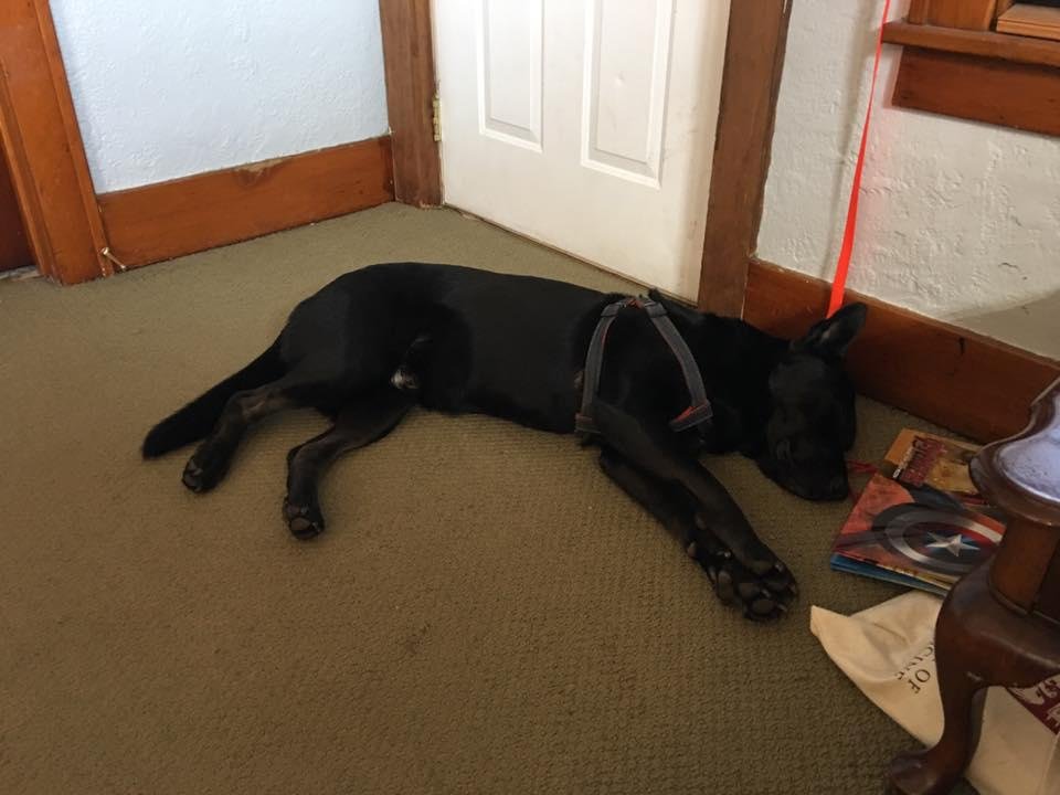 Phantom played outside almost all day yesterday. All he wanted to do when he came in was sleep!! Lol
He's a good boy!!!!!