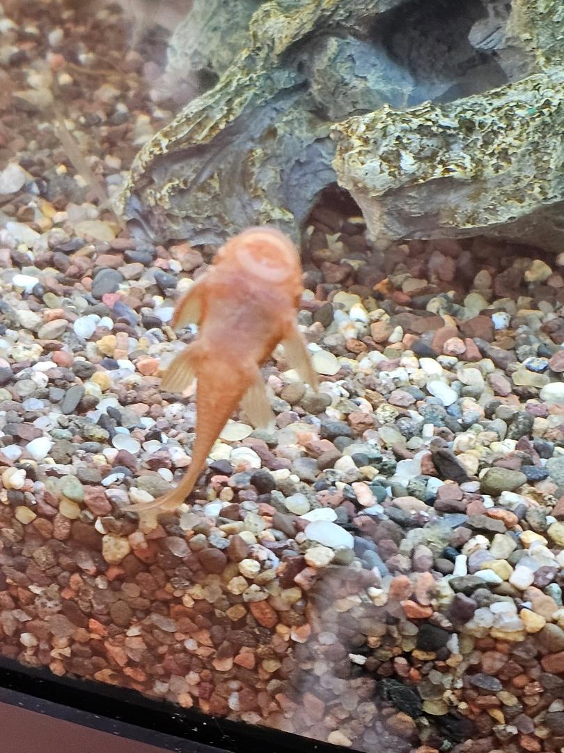 This is the Red bushy nose plecostomus.