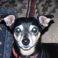 Had to put Little Guy down this morning. It was time. We will always love him and miss him.