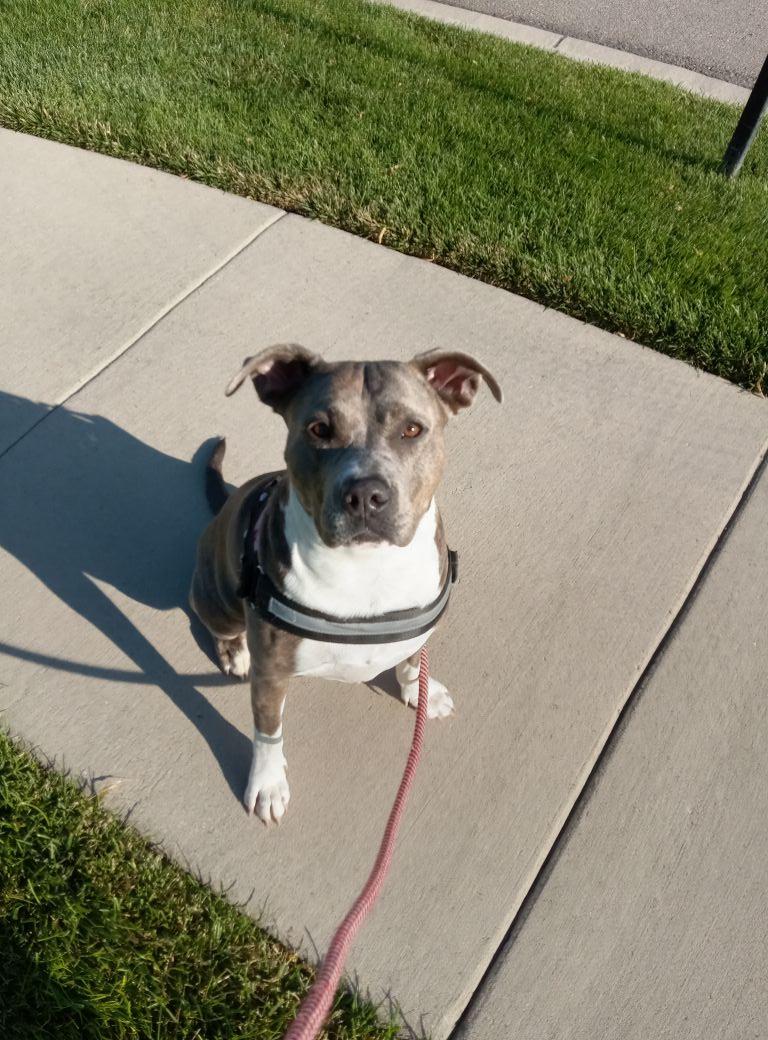 So grateful for my walking buddy...